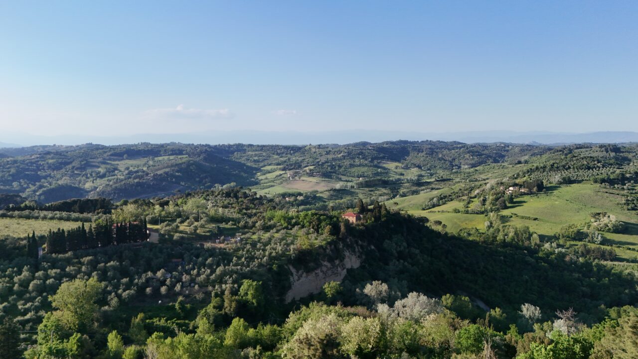 Uliveto di Legoli dall'alto